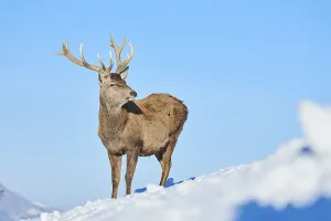 Red deer (Cervus elaphus) stag on a snowy meadow in the mountains in tirol