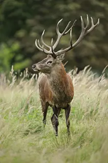 Red Deer (Cervus elaphus), stag standing on a clearing