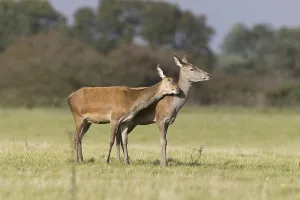 Red deer (Cervus elaphus) two stags