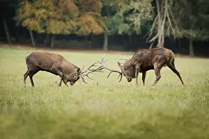 Red deer (Cervus elaphus), stags fighting in the rutting season