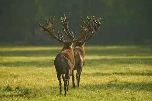 Red deer (Cervus elaphus), two stags with large antlers