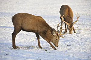 Red deer (Cervus elaphus), stags looking for food under a layer of snow