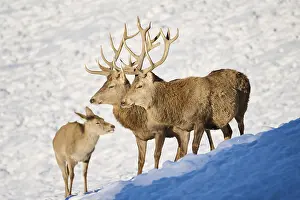Red deer (Cervus elaphus) stags on a snowy meadow in the mountains in tirol