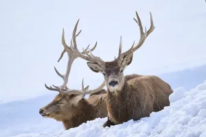 Red deer (Cervus elaphus) stags on a snowy meadow in the mountains in tirol