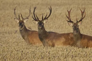 Three red deer (Cervus elaphus) stags traversing wheat field