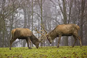 Two red deer (Cervus elaphus) stand in a meadow on a foggy day and playfully fight outside the rutting season