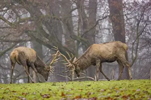 Two red deer (Cervus elaphus) stand in a meadow on a foggy day and playfully fight outside the rutting season