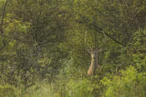 Red deer (Cervus elaphus), standing