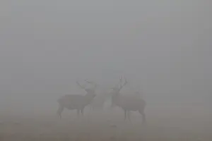 Red Deer (Cervus elaphus) standing in the fog in Arnsberg Forest