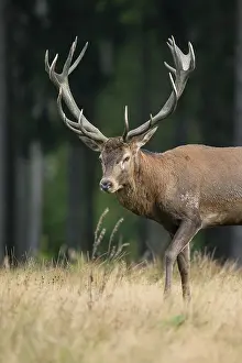 Red deer (Cervus elaphus) standing in a forest meadow