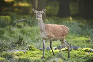 Red deer (Cervus elaphus) standing on a meadow