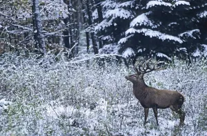 Red deer (Cervus elaphus) standing in a snowy-covered forest glade