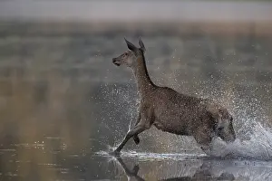 Red deer (Cervus elaphus) startled hind running through water