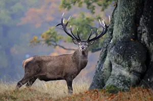 Red deer (Cervus elaphus), stately stag in the rain in autumn
