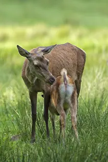 Red deer (Cervus elaphus) with suckling fawn in grassland