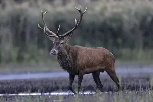 Red deer (Cervus elaphus), in a swamp area
