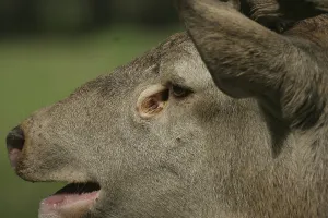 Red Deer (Cervus elaphus), its tear duct widely opened