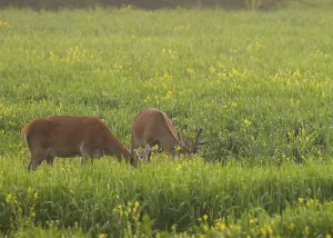 Red deer (Cervus elaphus), velvet antlers