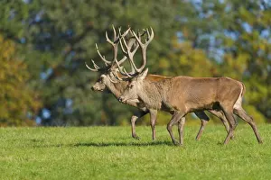 Red deer (Cervus elaphus), walking next to each other