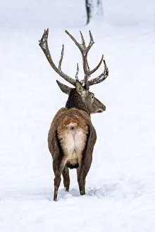 Red deer (Cervus elaphus), in winter with closed snow cover