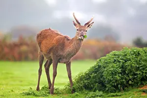 Red Deer (Cervus elaphus) yearling stag