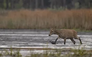Red deer (Cervus elaphus) Young hind running relaxed through mud