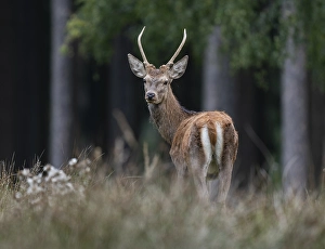 Red deer (Cervus elaphus), young stag