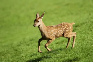 Red deer (Cervus elaphus) youngster (calf) running over a meadow