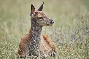 Red deer (Cervus elaphus) youngster lying in the grass