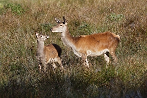 Red deer-cow (Cervus elaphus) and calf