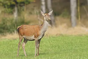 Red deer cow (Cervus elaphus) standing in a forest clearing