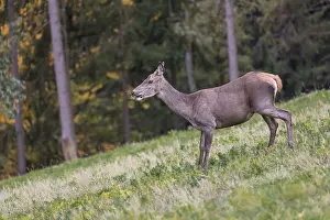 One red deer doe (Cervus elaphus) standing on a meadow on hilly ground