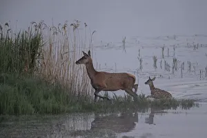 Red deer, female and young, Lausitz