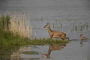 Red deer, female and young, Lausitz