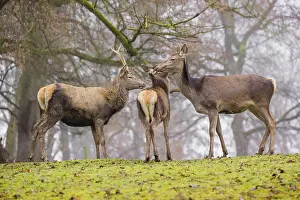 A Red Deer hind with her calf (Cervus elaphus) and a young stag stand on a green meadow at a forest edge on a foggy day