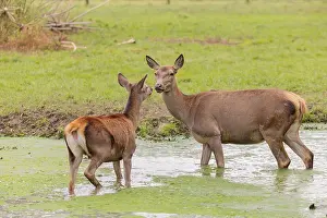 A red deer hind (Cervus elaphus) and her calf stand in a puddle in a meadow and show some social behaviour