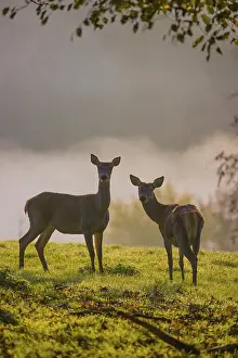 Two red deer hind (Cervus elaphus) stand backlit on a meadow