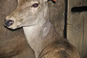 Red deer hind with lump on shaved part of neck as a reaction to tuberculosis test