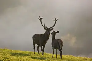 A red deer hind and a stag (Cervus elaphus) stand backlit on a meadow