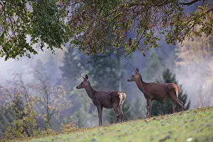 Two red deer hinds (Cervus elaphus) stand in a meadow