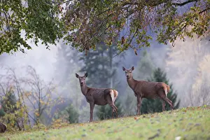 Two red deer hinds (Cervus elaphus) stand in a meadow