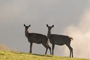 Two red deer hinds (Cervus elaphus) stand in a meadow on a sunny day
