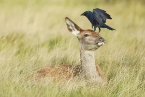 Red deer and jackdaw, Cervus elaphus