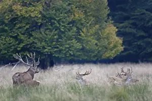 Red Deer is one of the largest deer species (Photo Red Deer hart and Fallow Deer (Dama dama) stags)