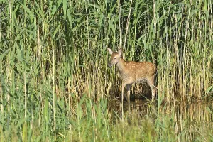Red deer in Lusatia, near Foerstgen