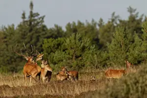 The red deer mounts another female in front of the red deer (Cervus elaphus) to signal that she is ready to mate