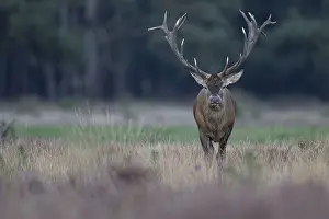 Red deer in rut, Hooge Veluve, Holland