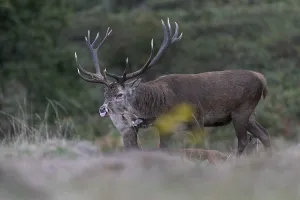 Red deer at the rutting 2025, London