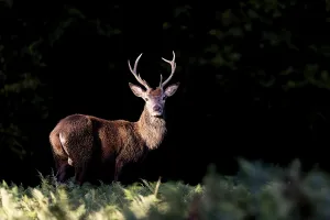 Red deer at the rutting 2025, London