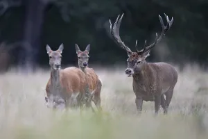 Red deer at the rutting 2025, London